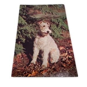Vintage Fox Terrier Dog Postcard Miami Florida Plastichrome Unused 60s New P4134